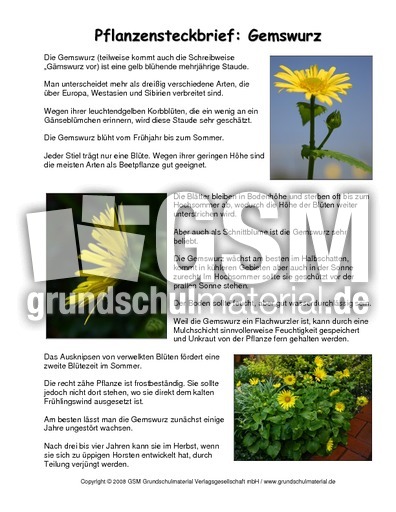 Steckbrief-Gemswurz.pdf